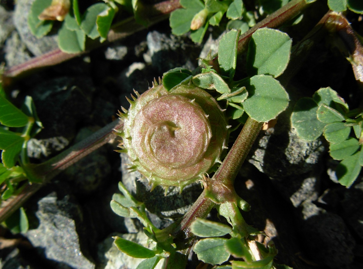 Medicago muricoleptis  / Erba medica sottile